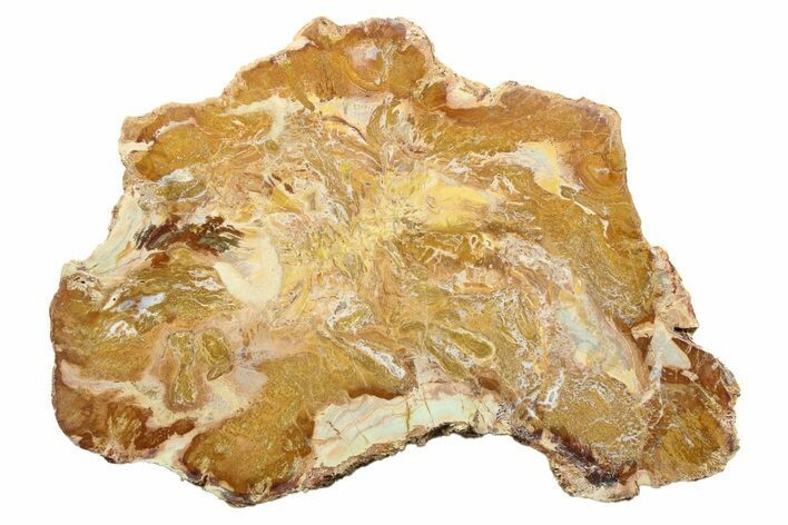 Colorful Petrified Wood (Araucaria) Slab - Madagascar #304949